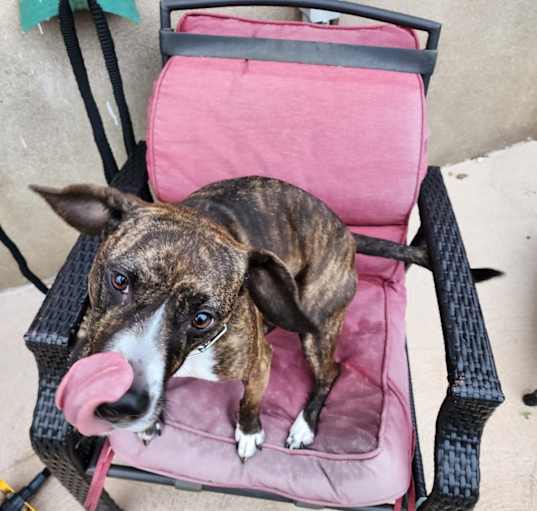 Photo of Sweetie