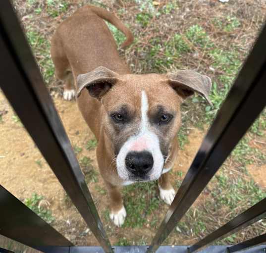 Photo of Petunia