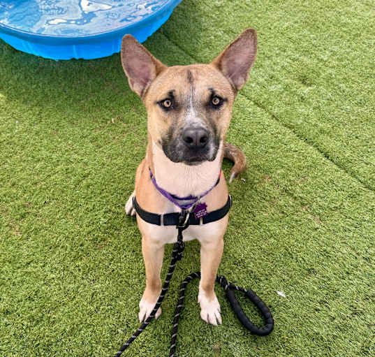Photo of Rocket