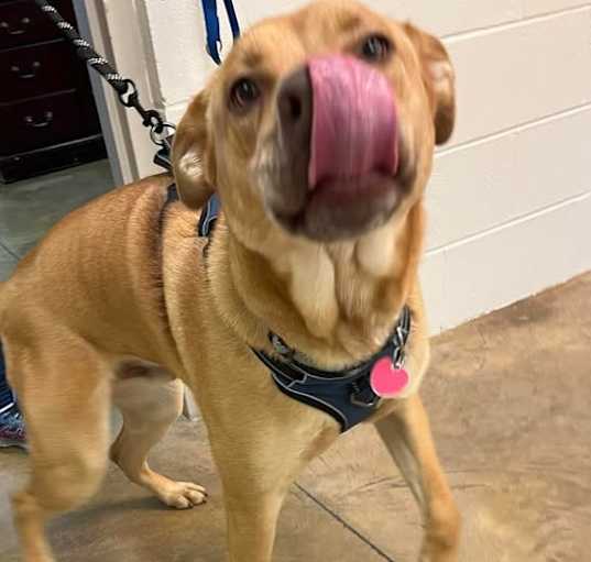 Photo of 240522K205 -Archie