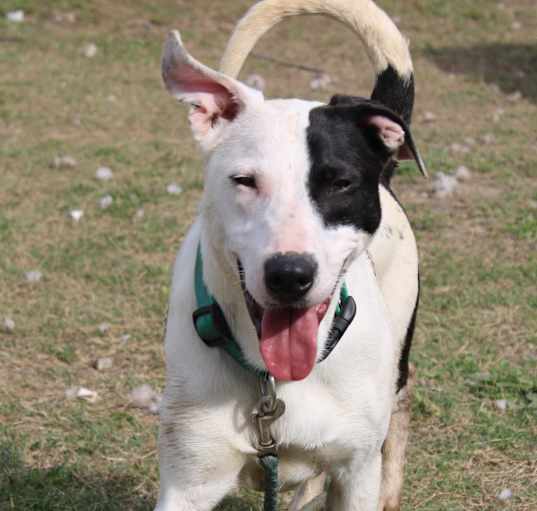 Photo of Daisy