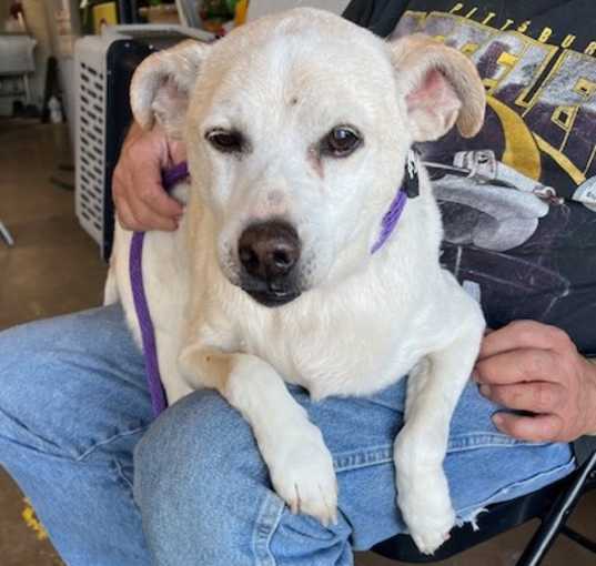 Photo of Mutt