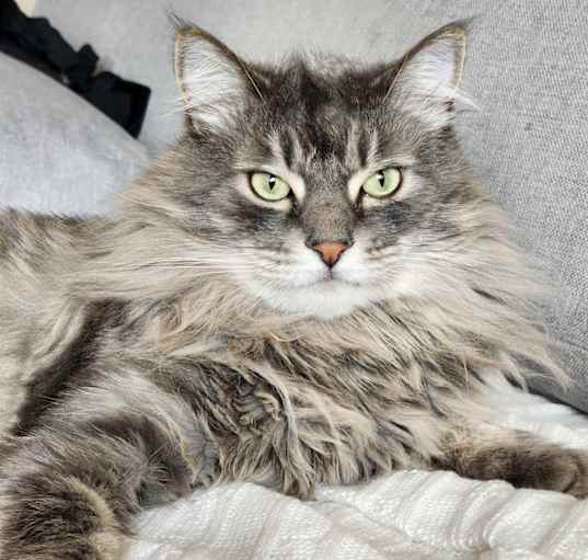 Photo of Mooshu