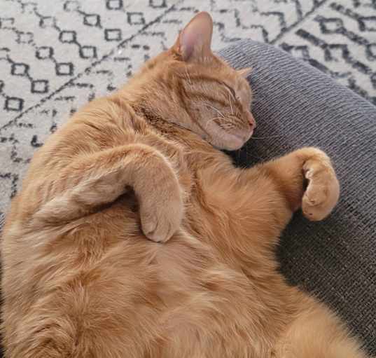 Photo of Bowser