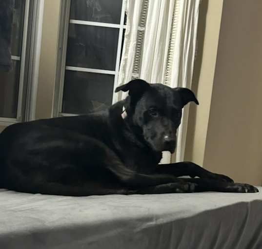 Photo of Nala