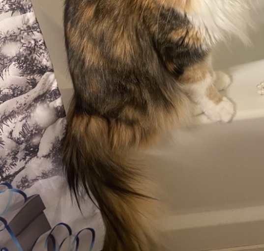 Photo of Mercury