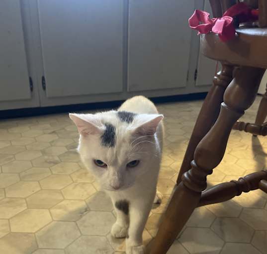 Photo of Dooty