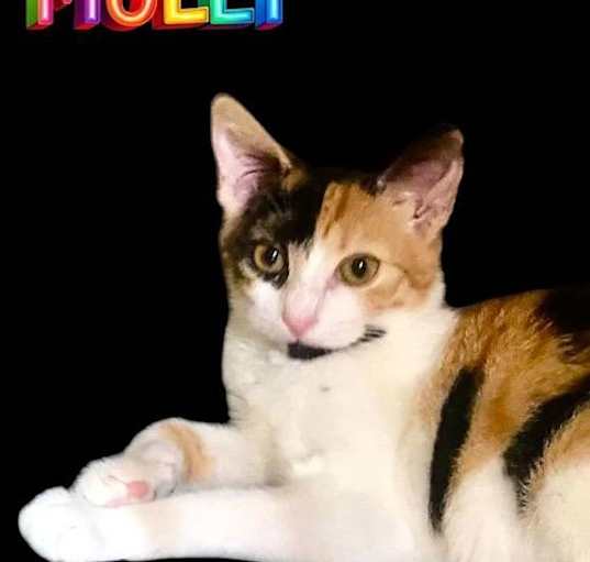Photo of Molly