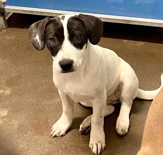 Photo of Spot