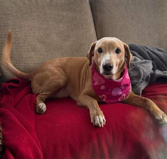 Photo of Max Pig
