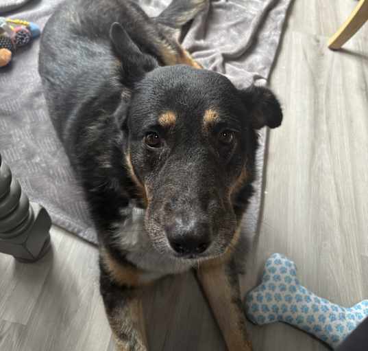 Photo of Nala