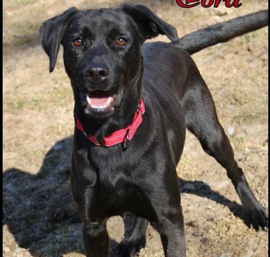 Photo of Cora