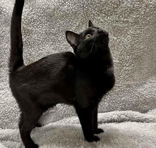 Photo of Cent - Liz's Foster