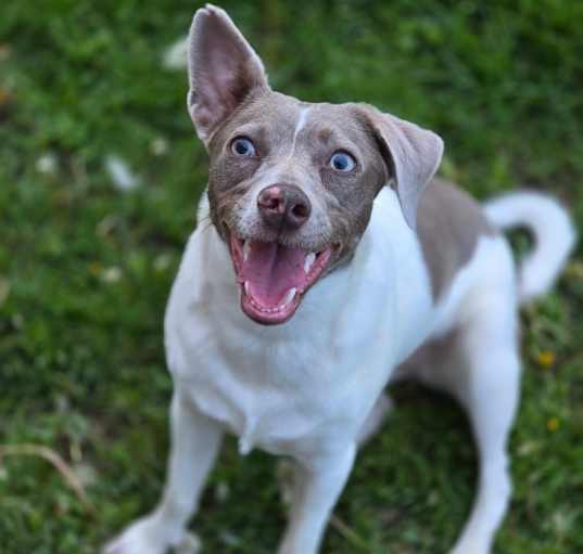 Photo of Snickerdoodle