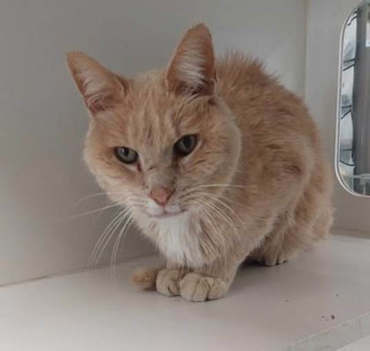 Photo of Rankle (in foster)
