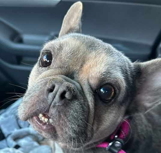 Photo of Reese