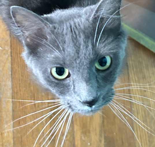 Photo of Midnight