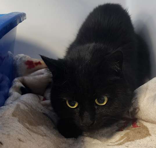 Photo of Circe