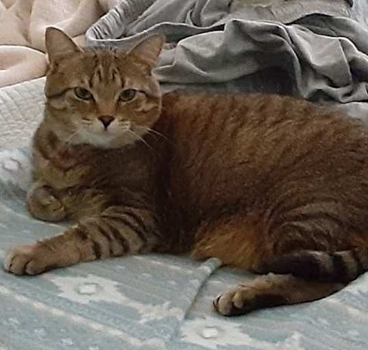 Photo of Piper