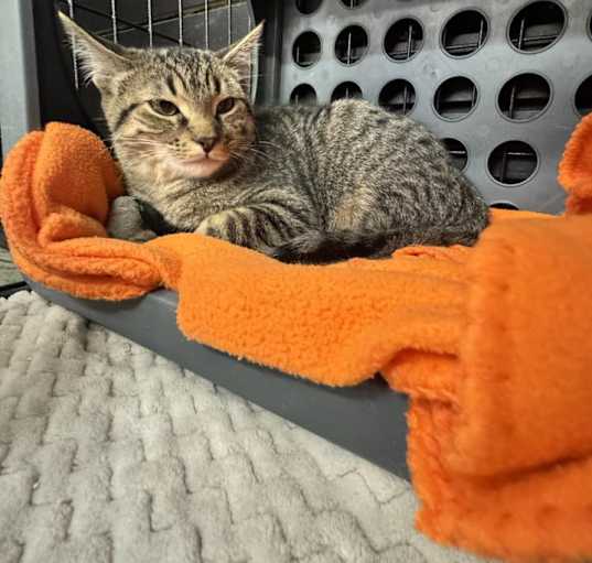 Photo of Maple