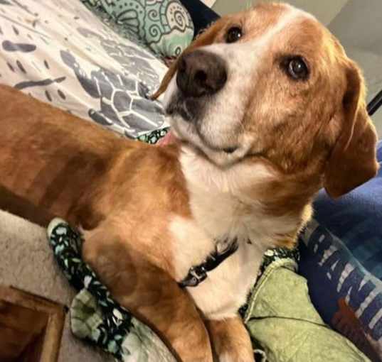 Photo of Hunter
