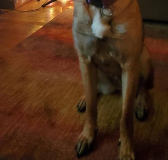 Photo of Koda