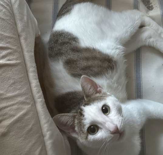 Photo of Roxy