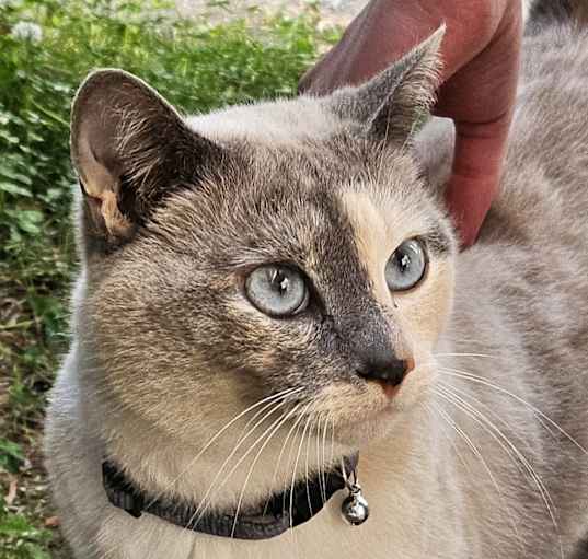 Photo of Sheeva