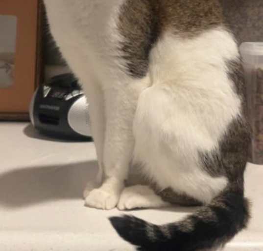 Photo of Caesar