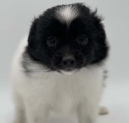 Photo of Trixie
