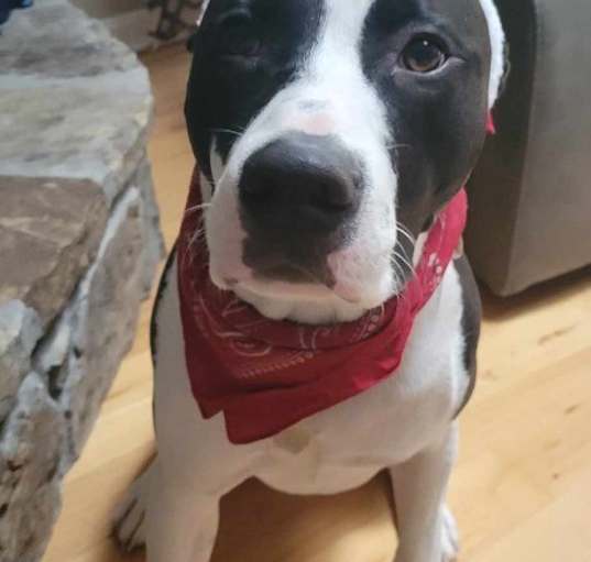 Photo of Sully