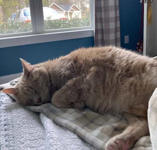Photo of Punky
