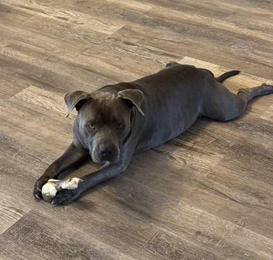 Photo of Boomer