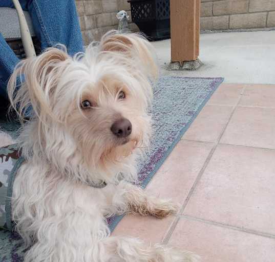 Photo of Tobiee
