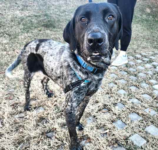 Photo of Shadow