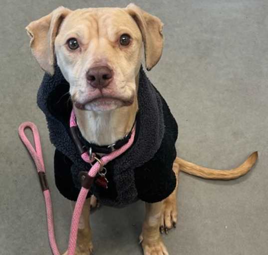 Photo of Bruce - Available in Foster