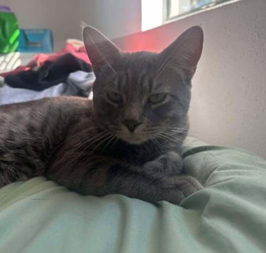 Photo of Tobey