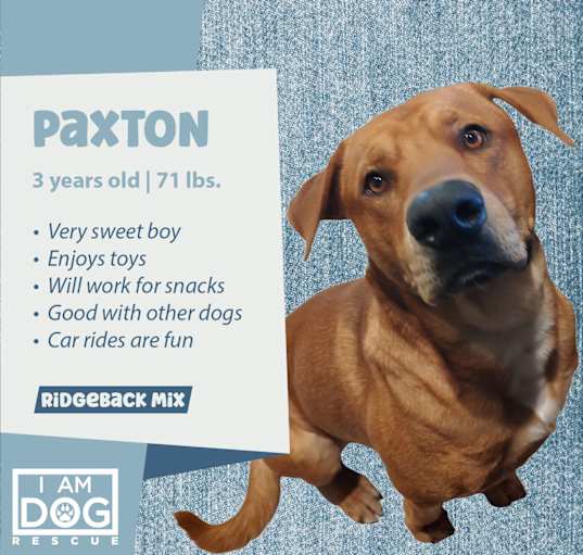 Photo of Paxton (Foster-to-Adopt)