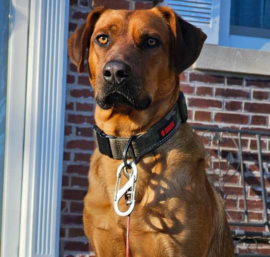 Photo of Rusty