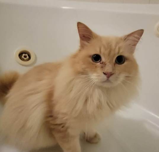 Photo of Cheeto