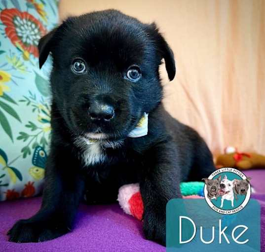 Photo of Duke Chowbacca Fluffasaurus