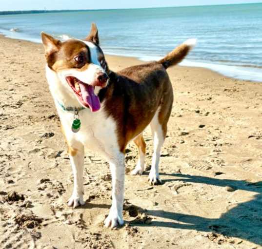Photo of Taz