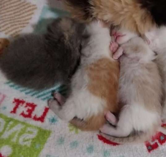 Photo of Columbia Kitten 1