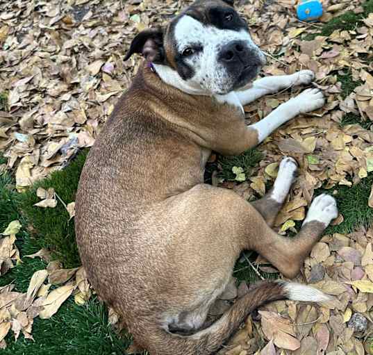 Photo of Pippy