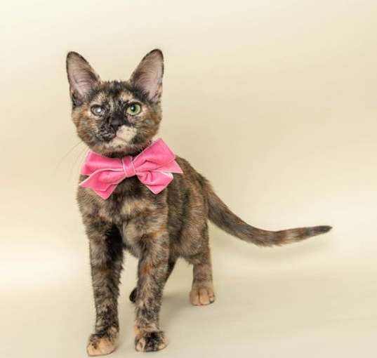 Photo of Elle Woods