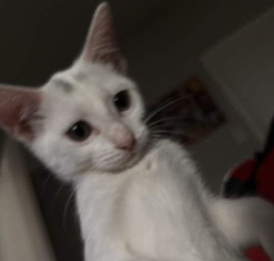 Photo of Lychee
