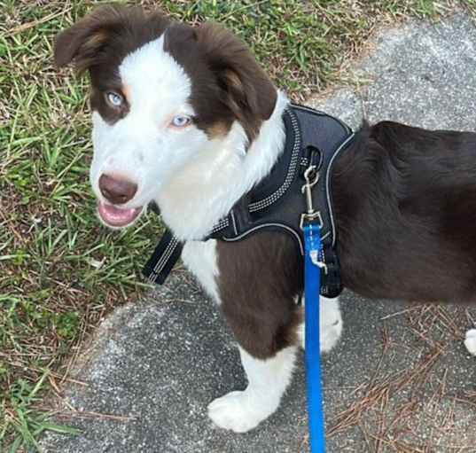 Photo of Blue