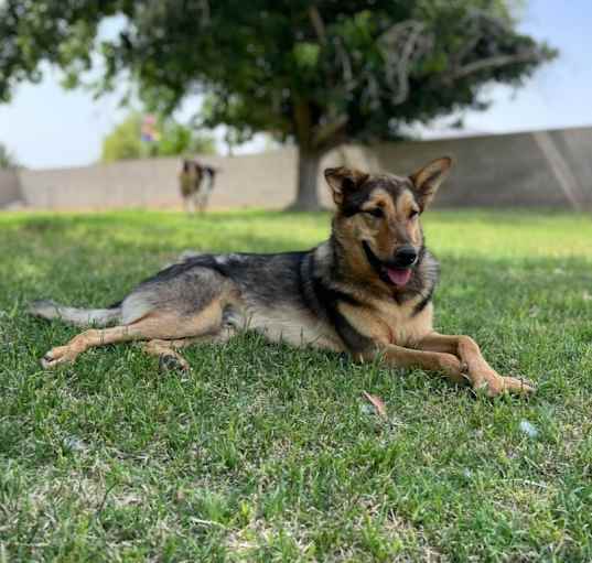 Photo of Maverick