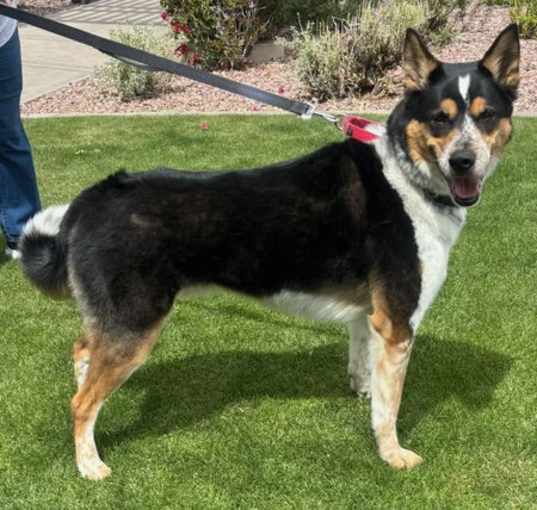 Photo of Scout