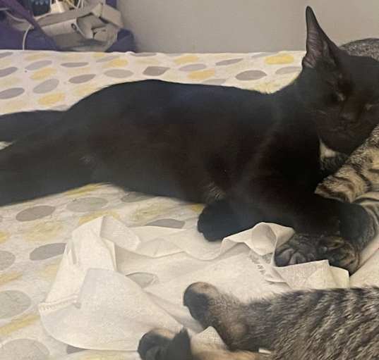 Photo of Shadow